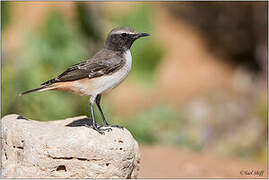 Kurdish Wheatear