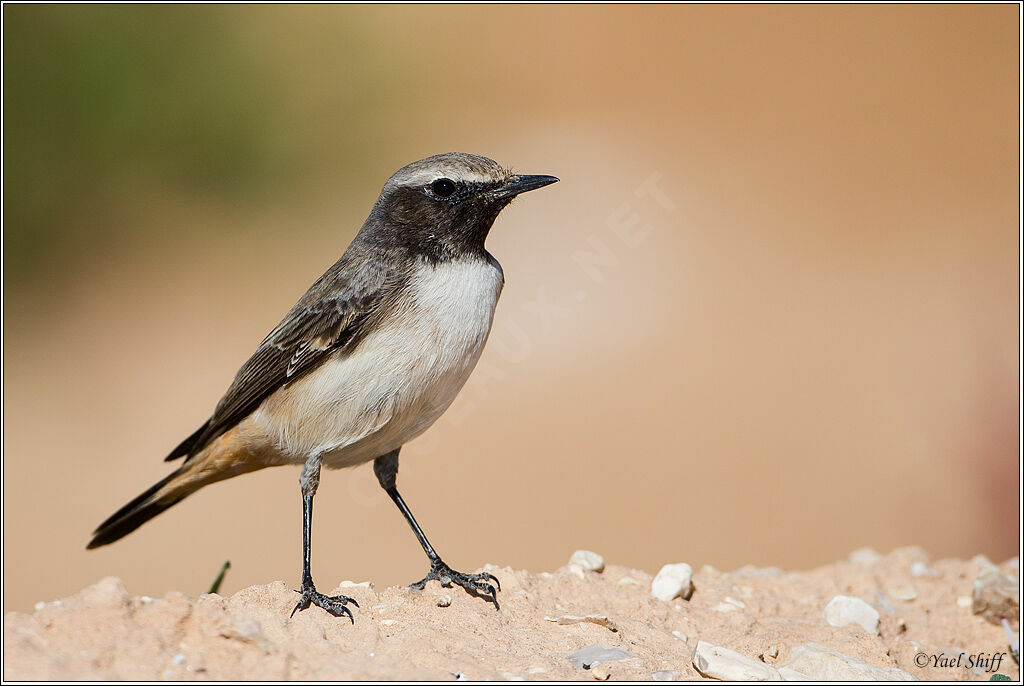 Kurdish Wheatear, identification