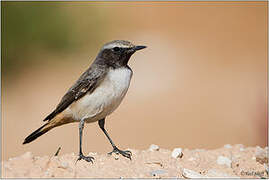 Kurdish Wheatear