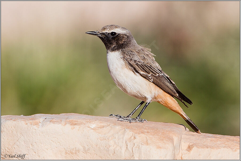 Kurdish Wheatear, identification