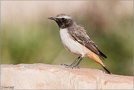 Kurdish Wheatear