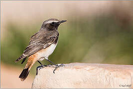 Kurdish Wheatear