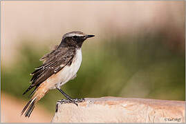 Kurdish Wheatear