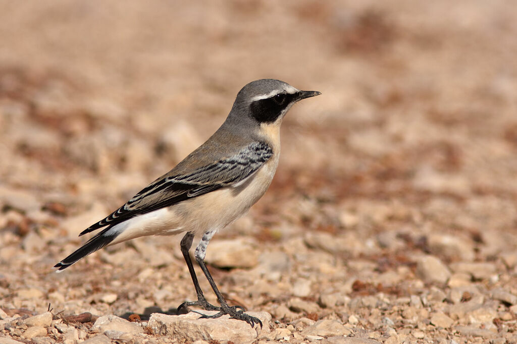 Northern Wheatear, identification