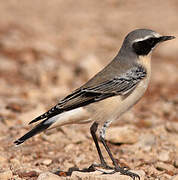 Northern Wheatear