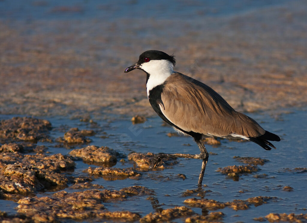 Vanneau éperonné, identification