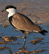 Spur-winged Lapwing