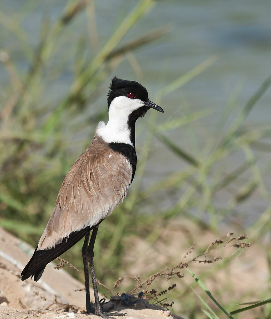 Vanneau éperonné, identification