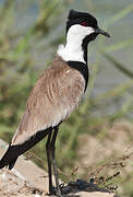 Spur-winged Lapwing