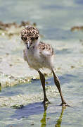 Spur-winged Lapwing