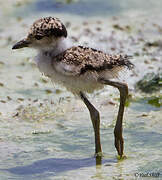 Spur-winged Lapwing