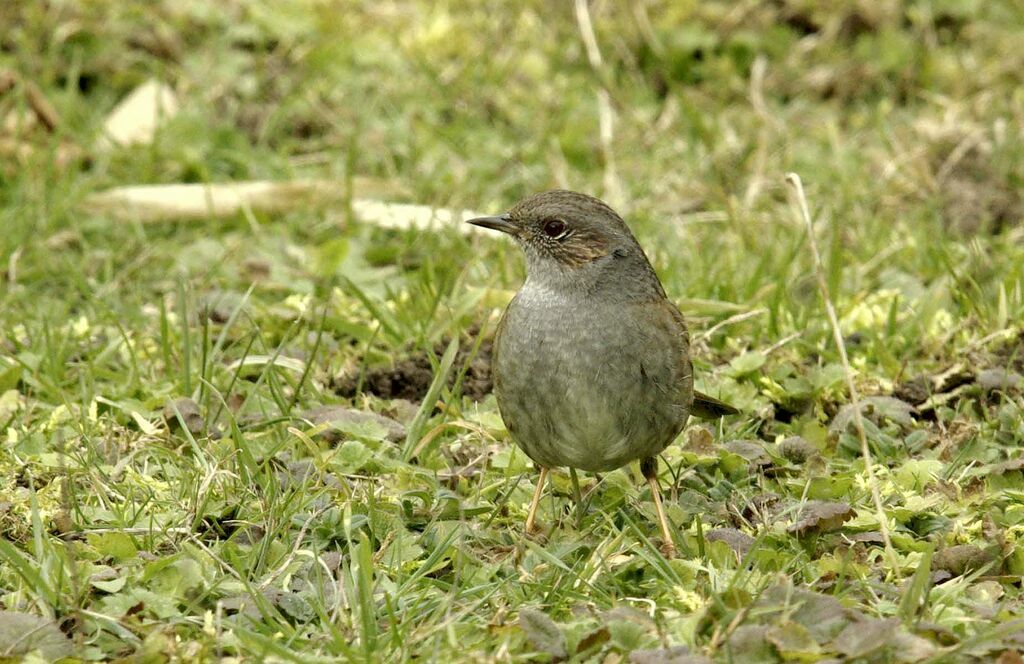 Dunnock