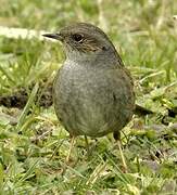 Dunnock