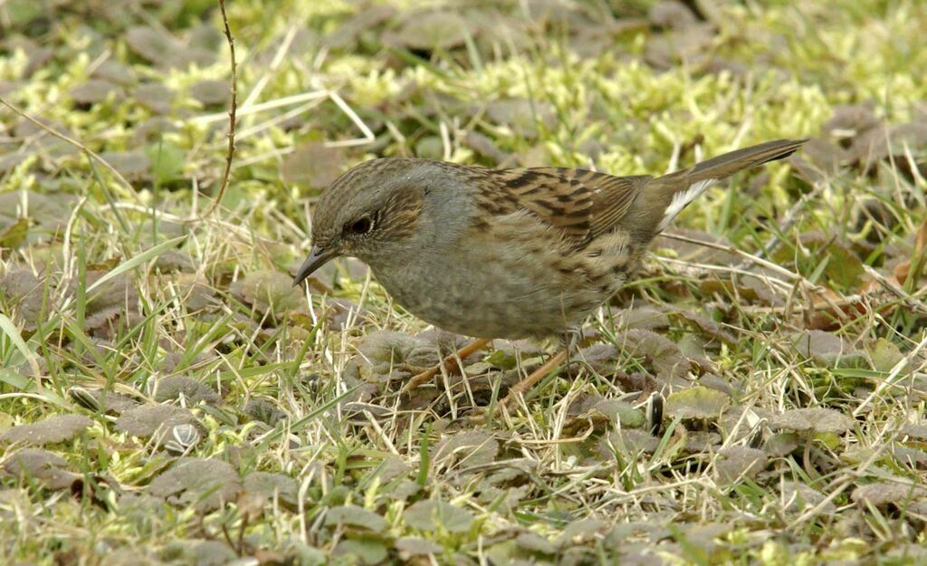 Dunnockadult post breeding