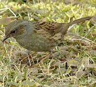 Dunnock