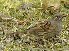 Dunnock