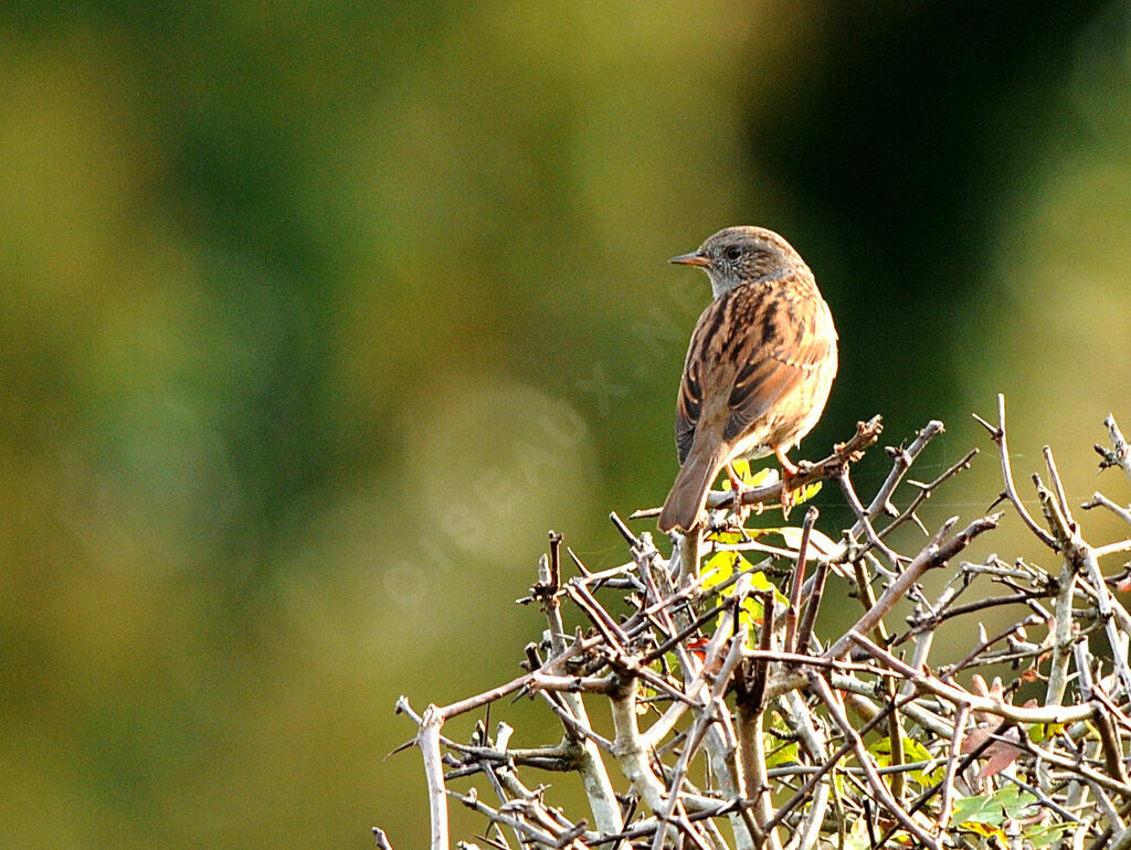 Dunnock