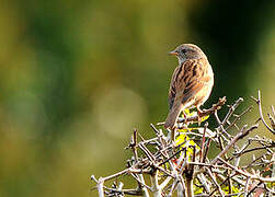 Dunnock