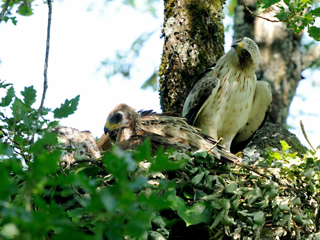 Aigle botté mâle adulte nuptial