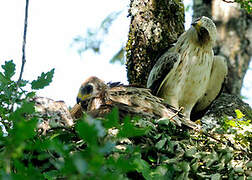 Booted Eagle