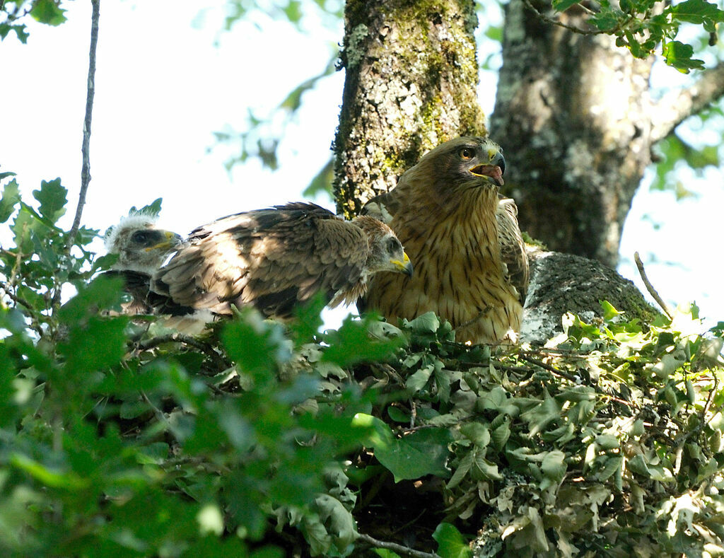 Aigle botté