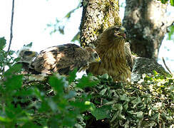 Booted Eagle