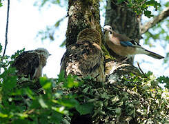 Booted Eagle