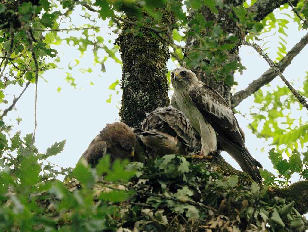 Booted Eagle male adult breeding