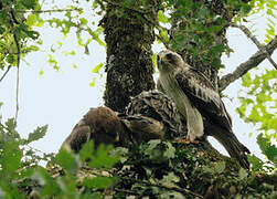 Booted Eagle