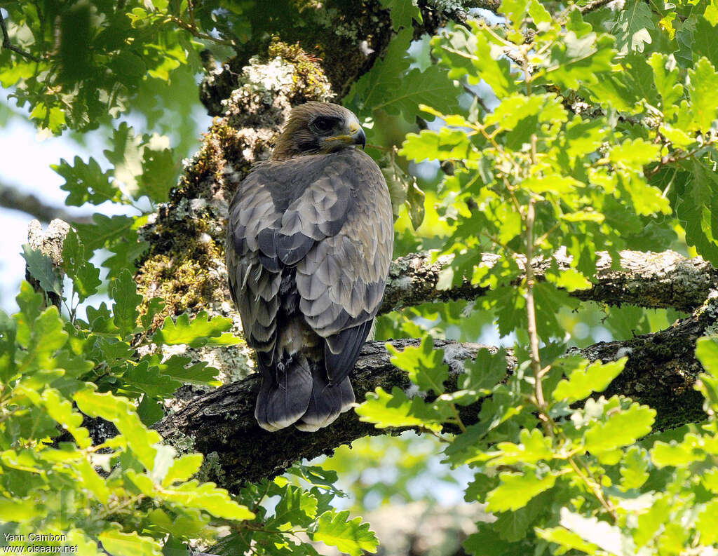 Booted Eaglejuvenile, habitat, pigmentation