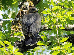 Aigle botté