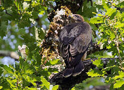 Booted Eagle