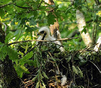 Booted Eagle