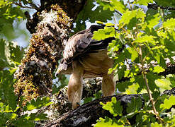 Booted Eagle