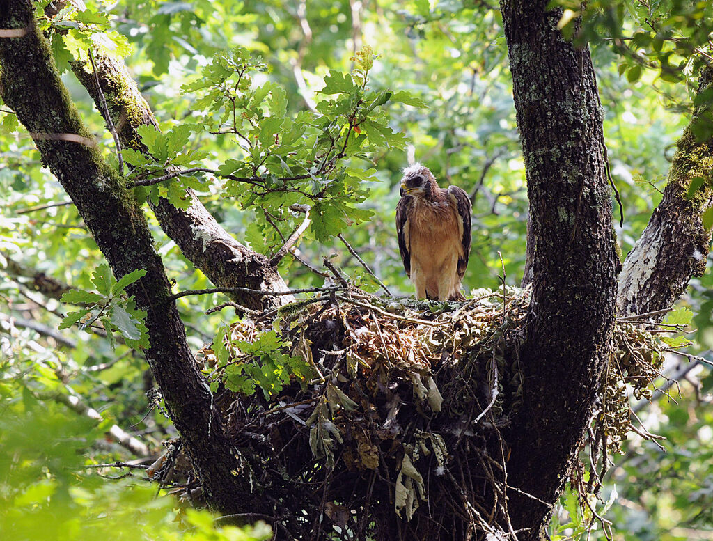 Booted Eagle