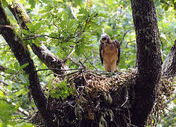 Booted Eagle