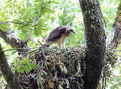 Booted Eagle