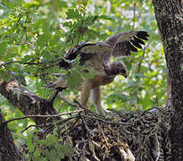 Booted Eagle