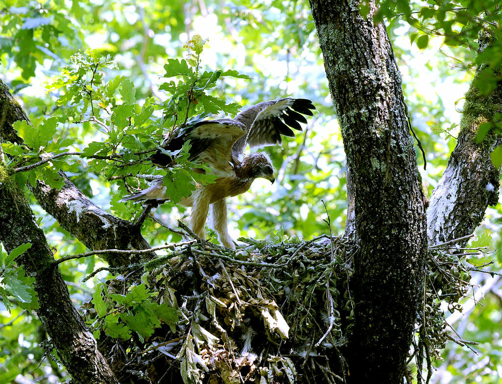 Booted Eagle