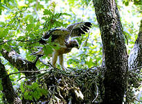 Aigle botté