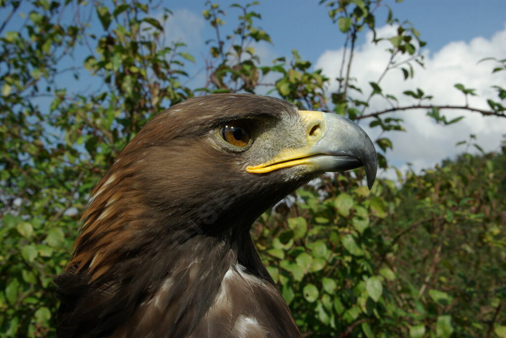 Golden Eagle