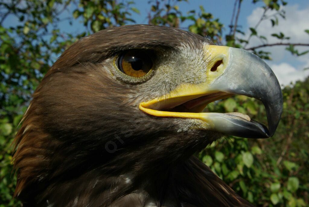 Golden Eagle