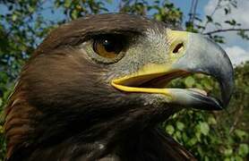 Golden Eagle