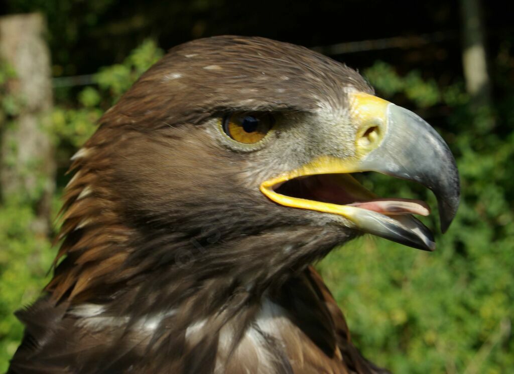 Golden Eagle