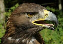 Golden Eagle