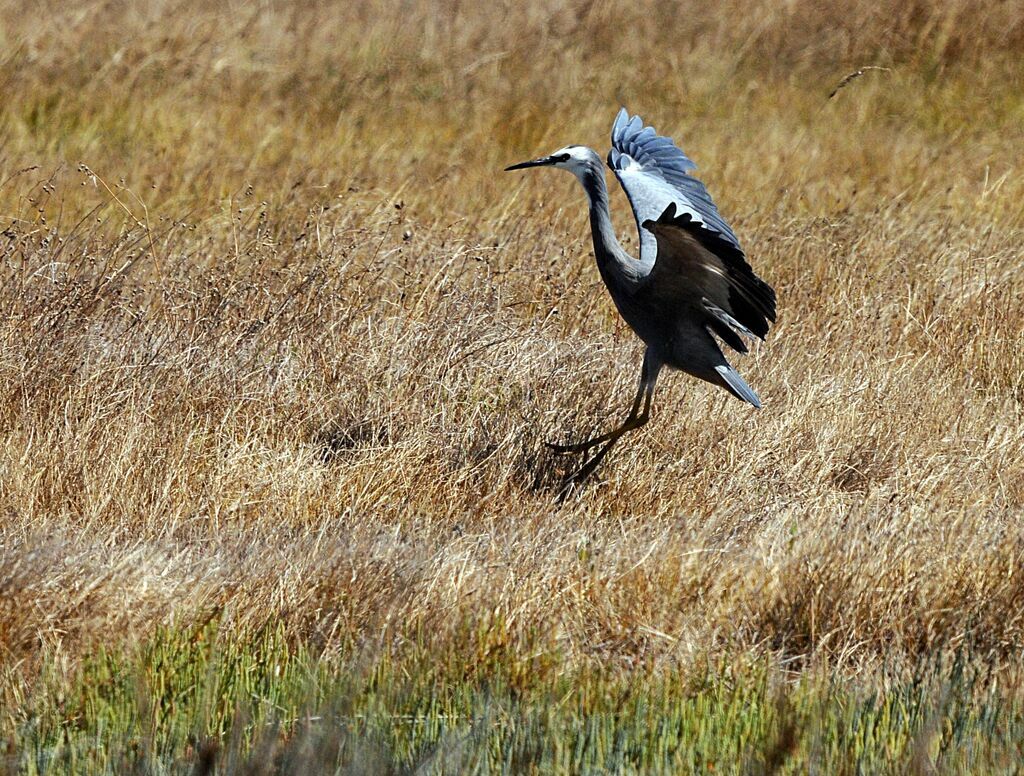 White-faced Heron