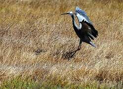 White-faced Heron