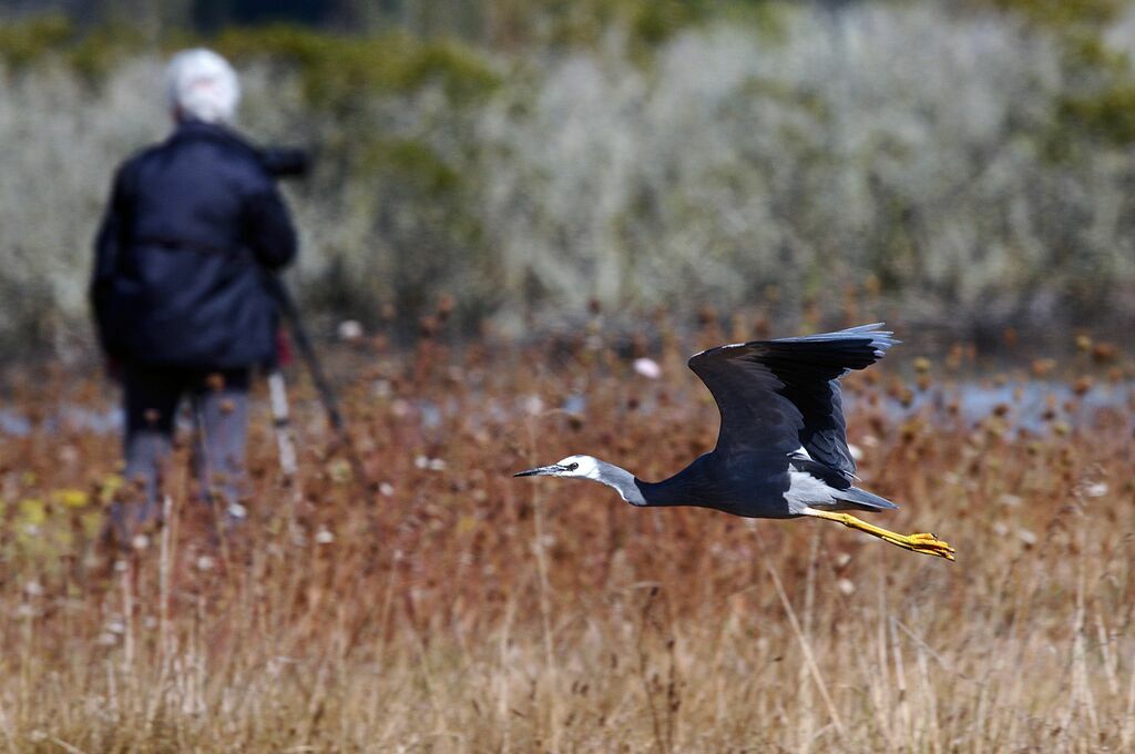 White-faced Heron