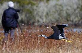 White-faced Heron