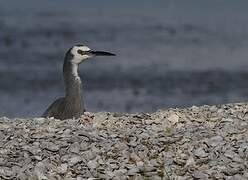 White-faced Heron